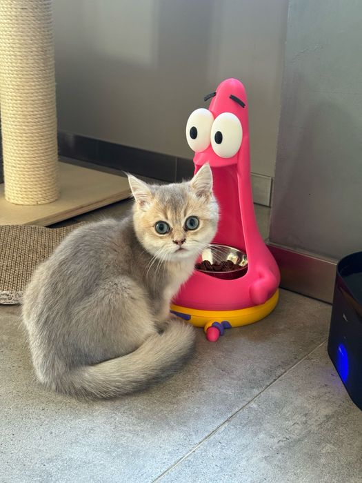 Підставка для миски для тварин “SpongeBob / Patrick” (3D-друк)