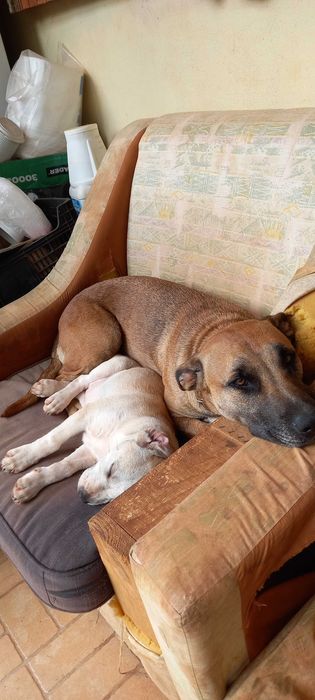 Animais domésticos