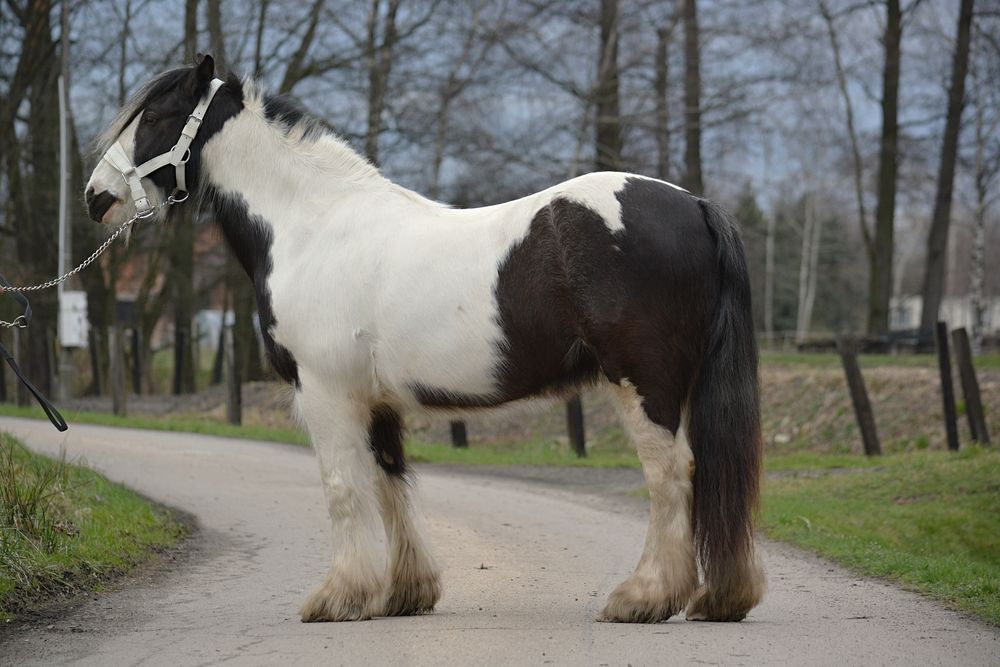 PILNE Wszechstronny kuc cygański klacz tinker gypsy irish cob + FLEXINEB