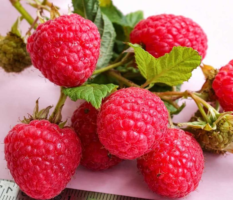 Купити саджанці малини, малина червона Remontant raspberry для дому