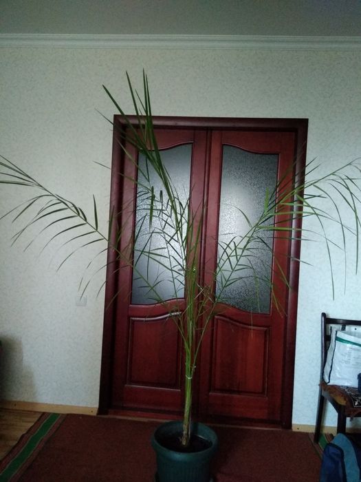 Комнатный цветок ПАЛЬМА