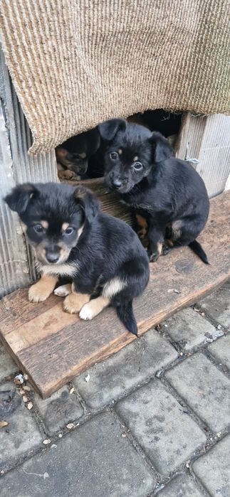 Віддам гарних цуценят тато пікінес