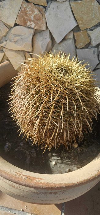 Cactus 25cm diametro - (Assento da Sogra)