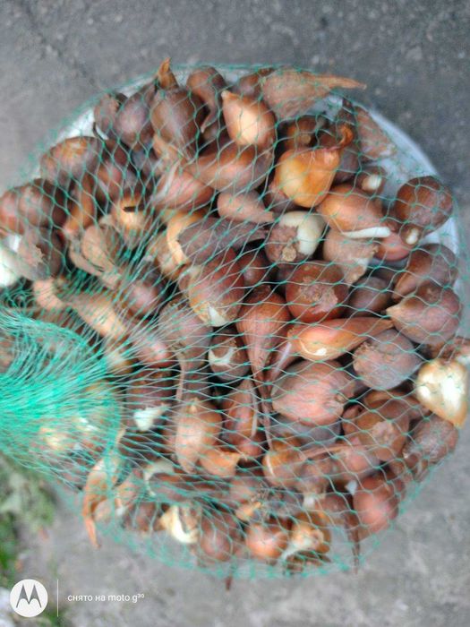 Луковицы тюльпанов ассорти для выращивания в грунте