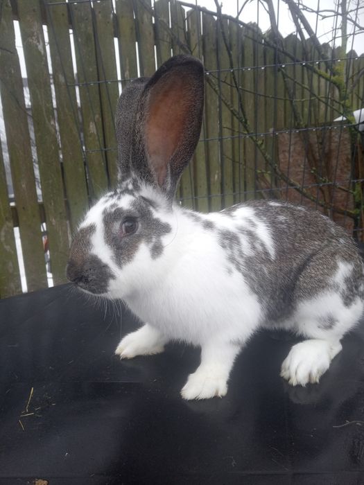 Olbrzym belgijski. Samce, samice zakocone