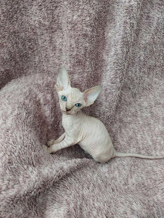 Gatinha Sphynx Canadian