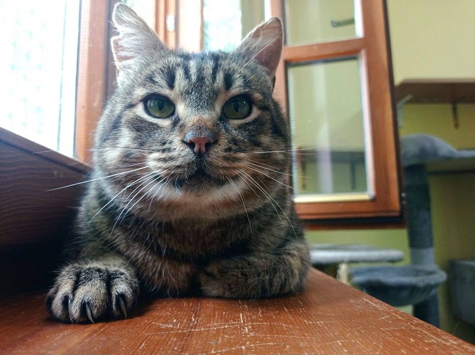 Jason - Kociarnia Ostróda