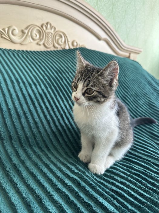Відам котика в добрі руки