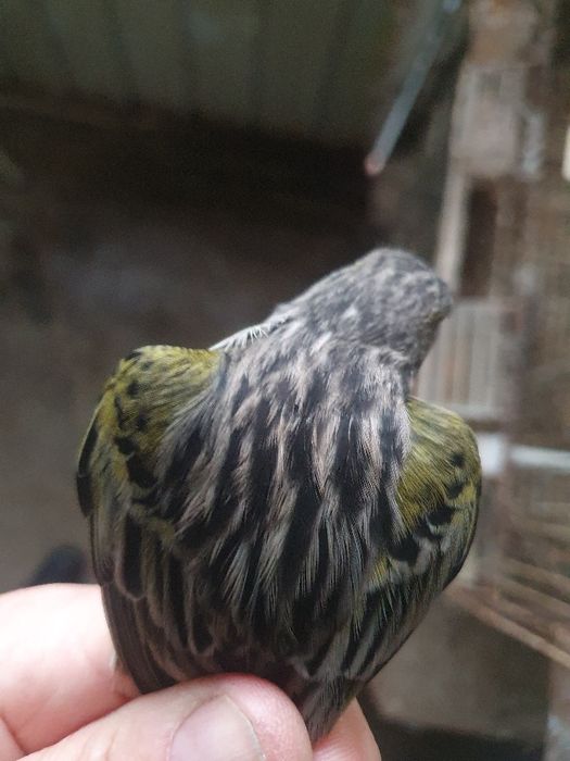 Canários agatas e opalas  e satinés boa linhagem peça  preço revenda
