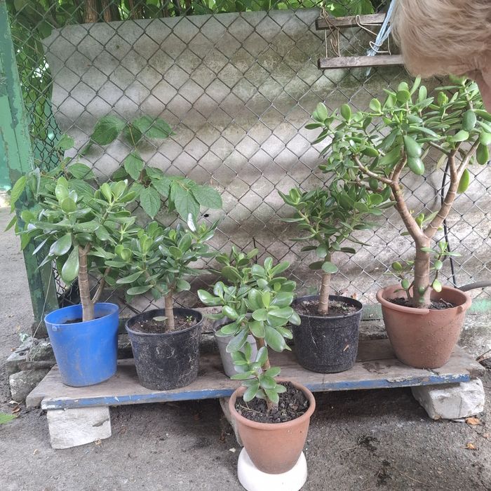 Продам алое вера, товстянка