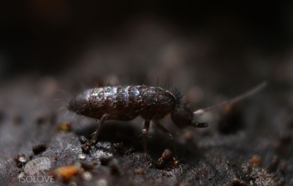 20x Tomocerus cf. minor, piękne, duże, czarne, błyszczące skoczogonki.