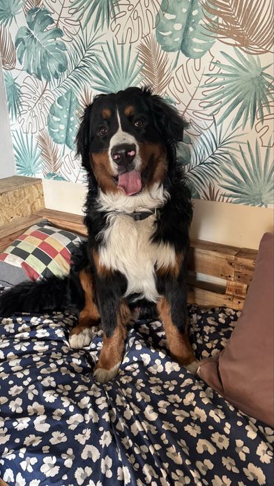 Hotel dla psów Opieka nad psem, hotel dla psa