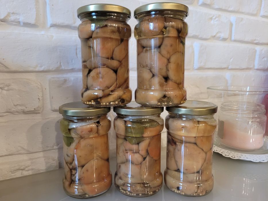 Kania kanie Rydze podgrzybki prawdziwki borowik opieńki gąski kozaki m