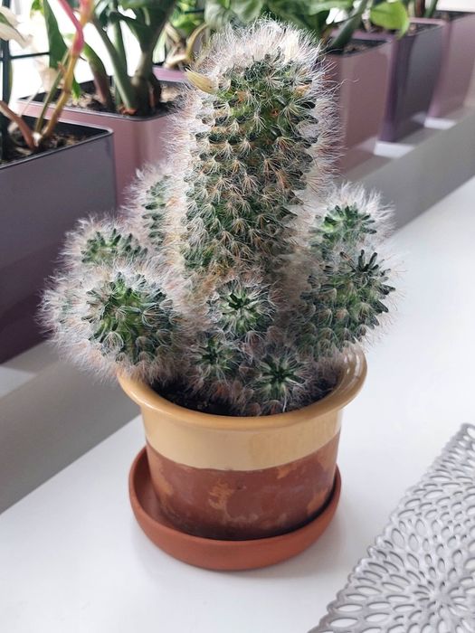 Мамілярія, кактус, сукуленти, вазон