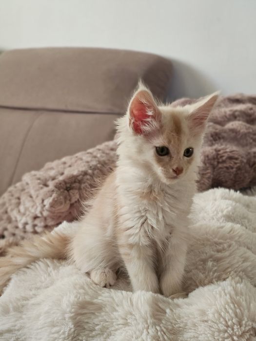 Maine coon  linia shaded