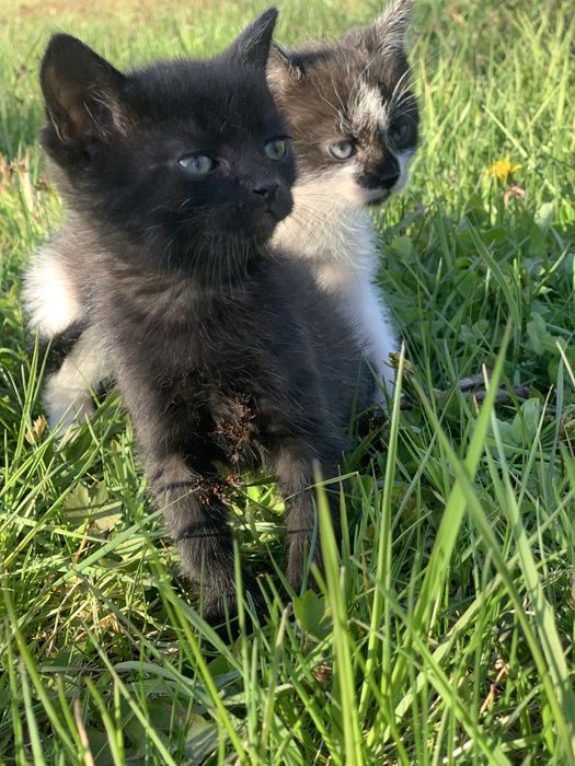 Кошенята шукають  домівки