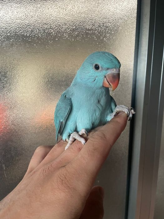 Ring neck domesticados com cedência e sexagem