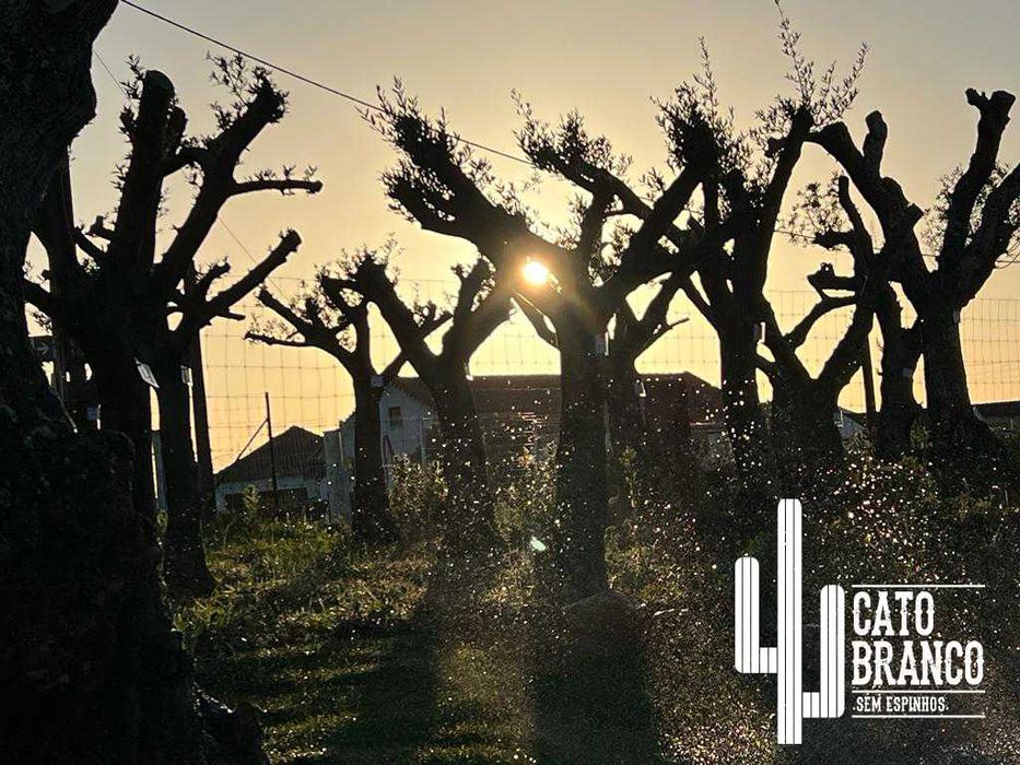 Oliveiras do Alentejo