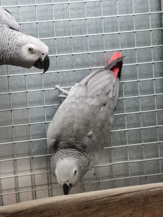 Casais Papagaios Cinzentos de Cauda Vermelha