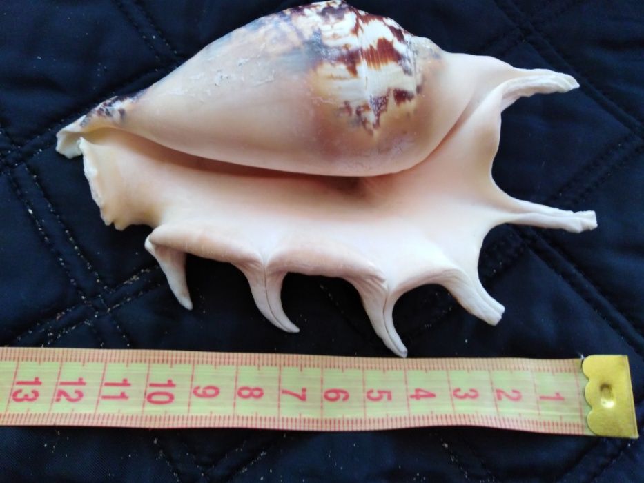 Ракушки океанические,морские