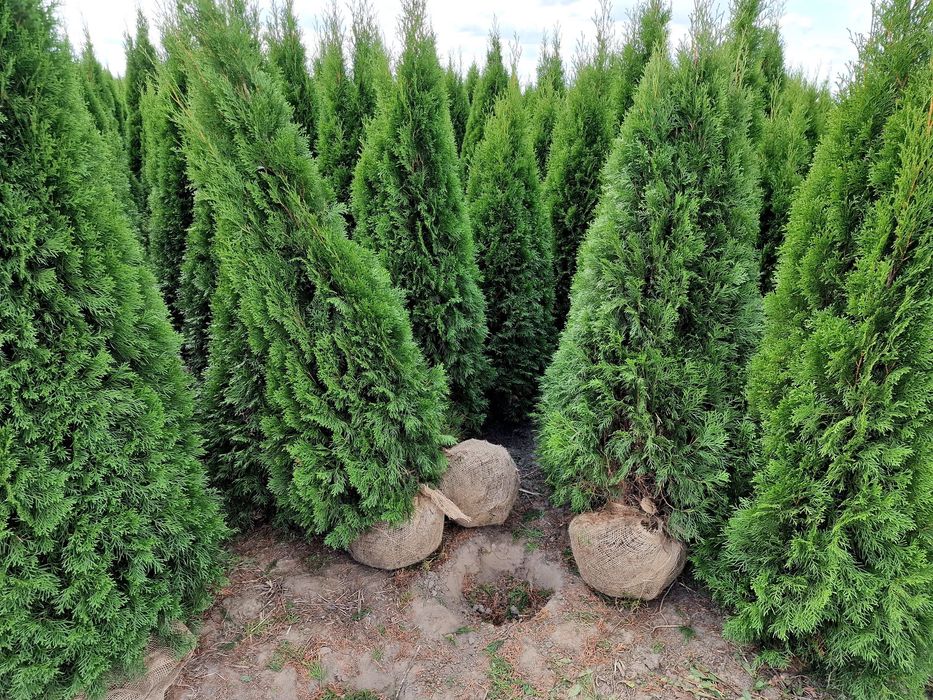 Tuja thuja Brabant 180-220 cm i inne Żywopłot Transport