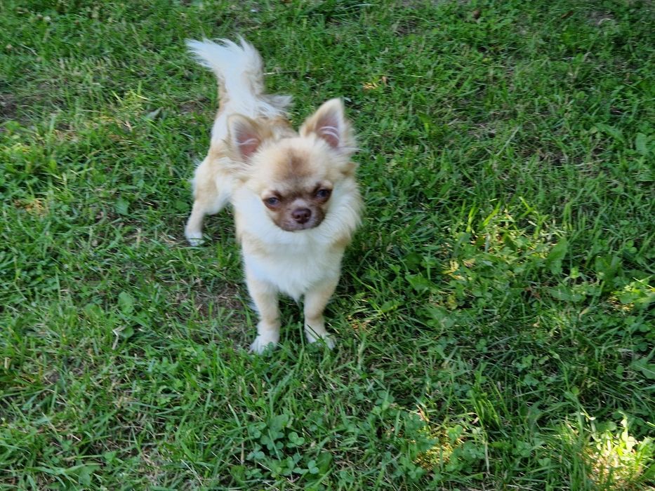Piesek długowłosy Chihuahua