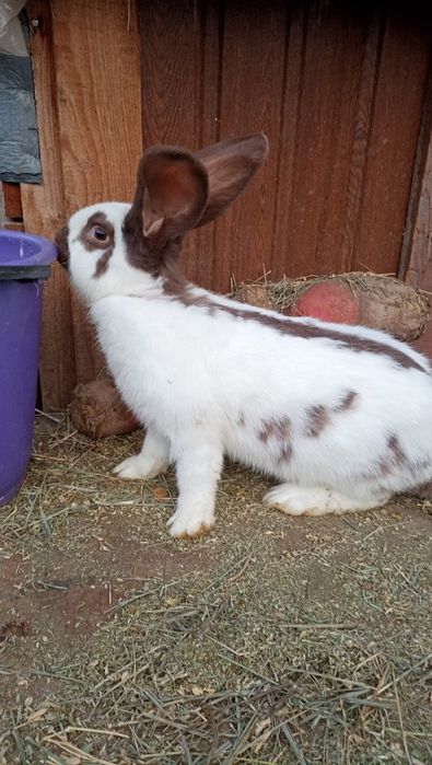 Продам НСВ кроликів