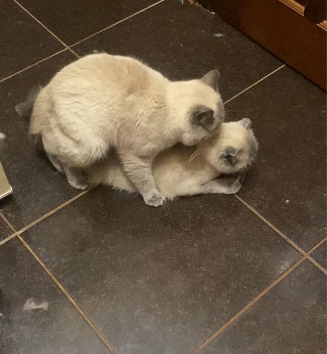 Вязка шотланського котика !