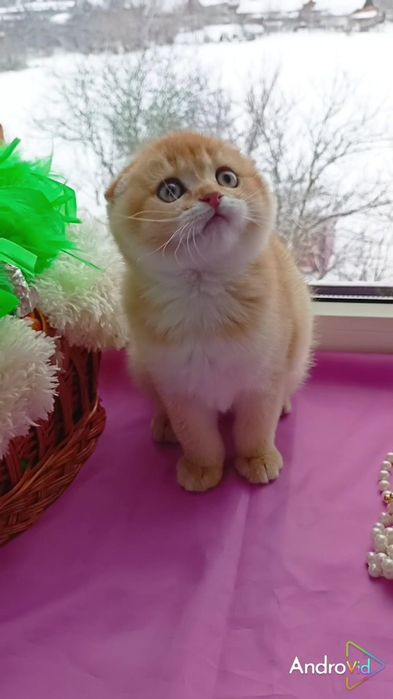 Висловуха дівчинка золота шиншила