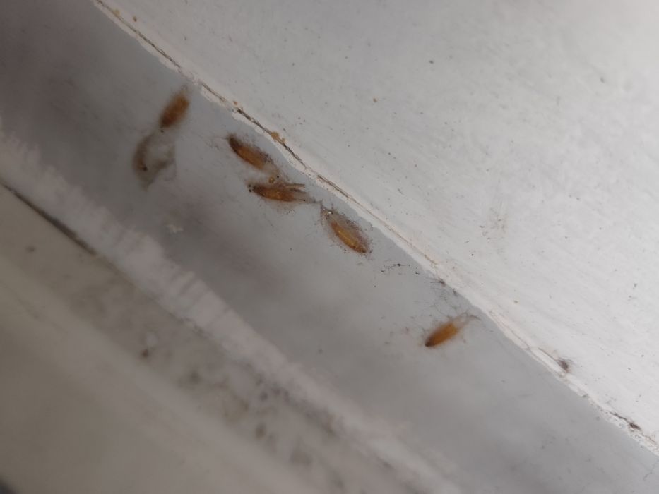 Likwidacja prusaków i karaczanów. Skutecznie z gwarancją. InsektSTOP