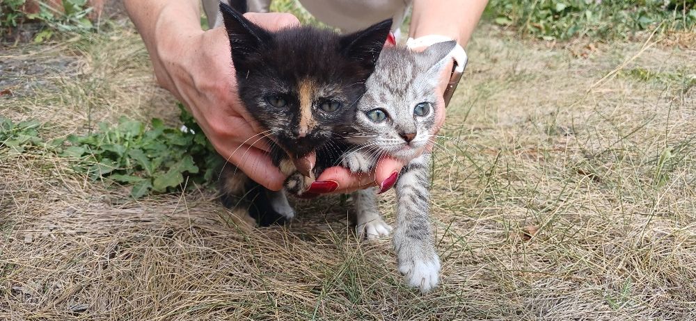 Кошенята в добрі руки