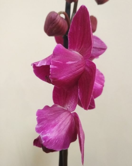 Орхидея фаленопсис, пелор Стелленбош