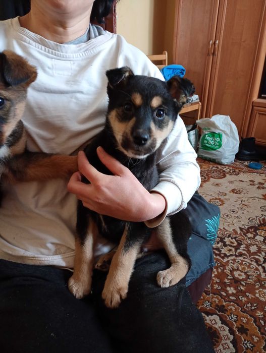 oddam psiaki maja po 2 miesiace