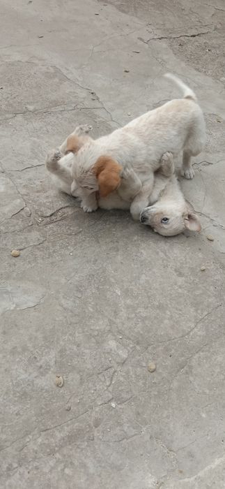Цуценя в гарні руки