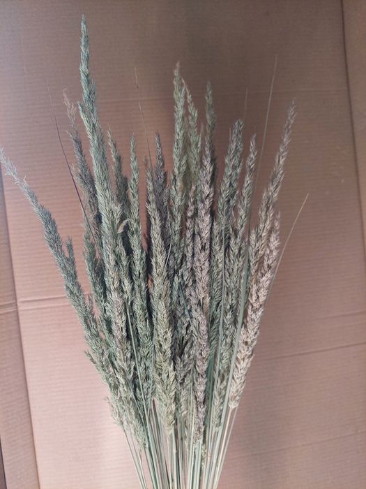 Декор пампасная трава сухоцветы камыш колосья полевая трава