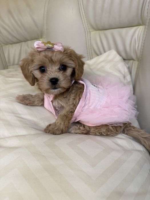 Породисті мальтипу