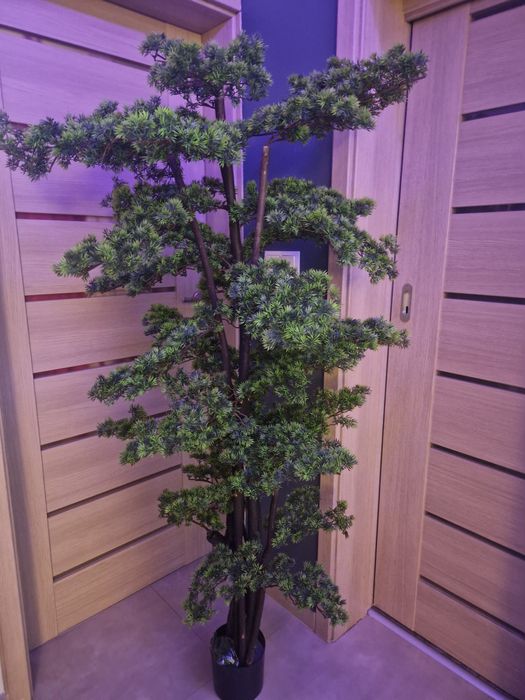 Bonsai drzewo modrzew 180 cm