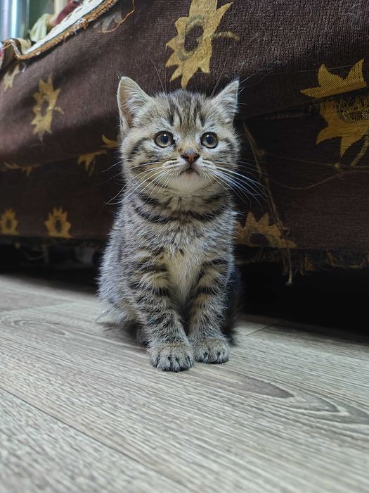 Шотландські кошенята