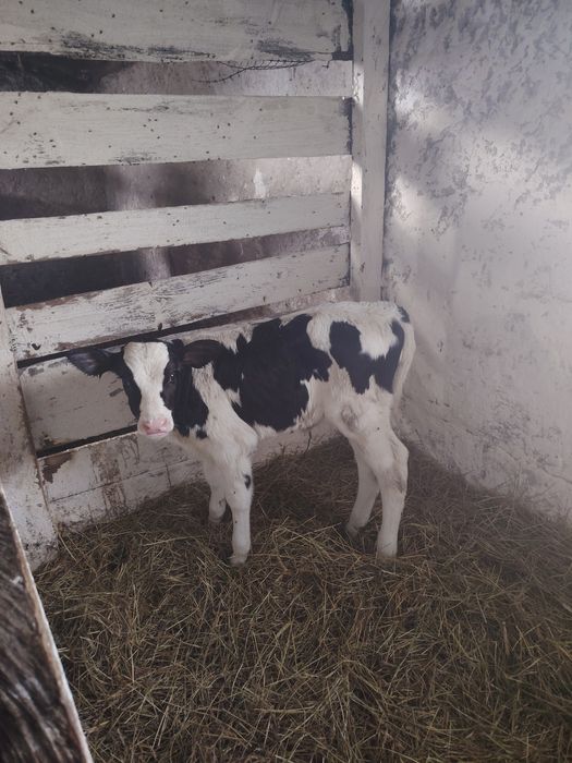 Jałoszka cielak cielak