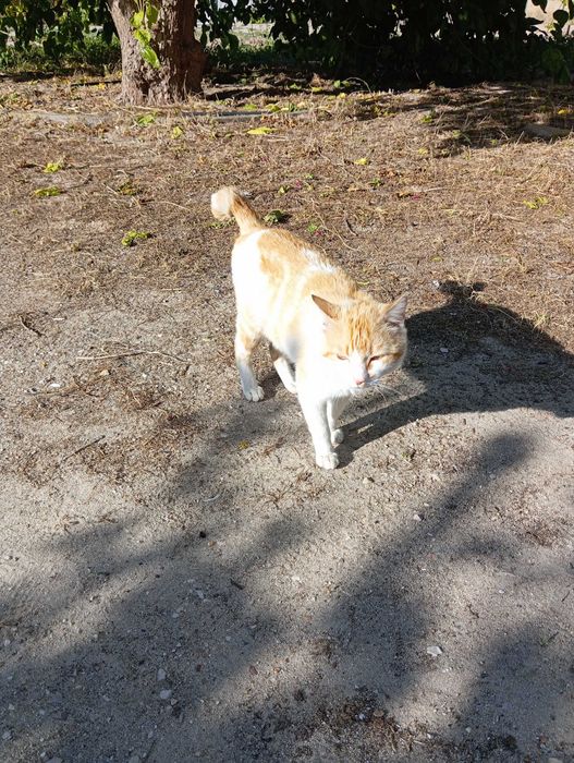 Gatinho Amarelo e Branco