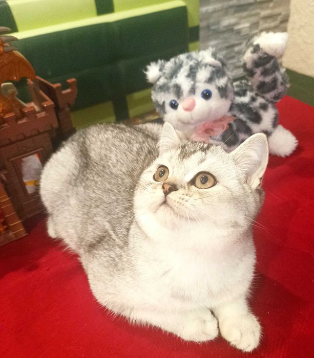 Шотландська срібна шиншила хлопчик