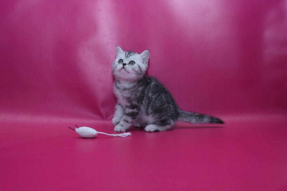 Шикарные  чистокровные кошечки в Киеве! Теремки 2