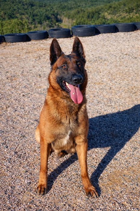 Pastor belga malinois