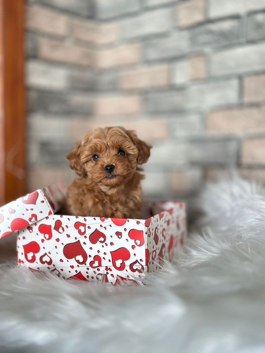 Мальтіпу міні милі, карамель — плюшеві цуценята з документами