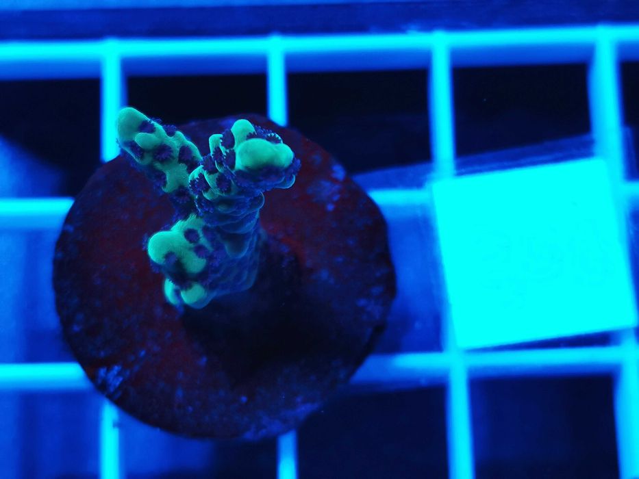 Montipora peltiformis WYSYŁKA cena za szczepkę, morskie, koralowce