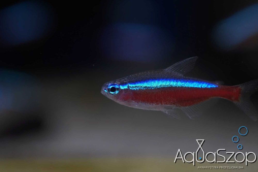 Neon czerwony ( Paracheirodon axelrodi ) - AquaSzop