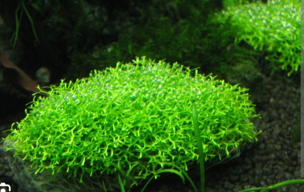 Riccia flutans planta