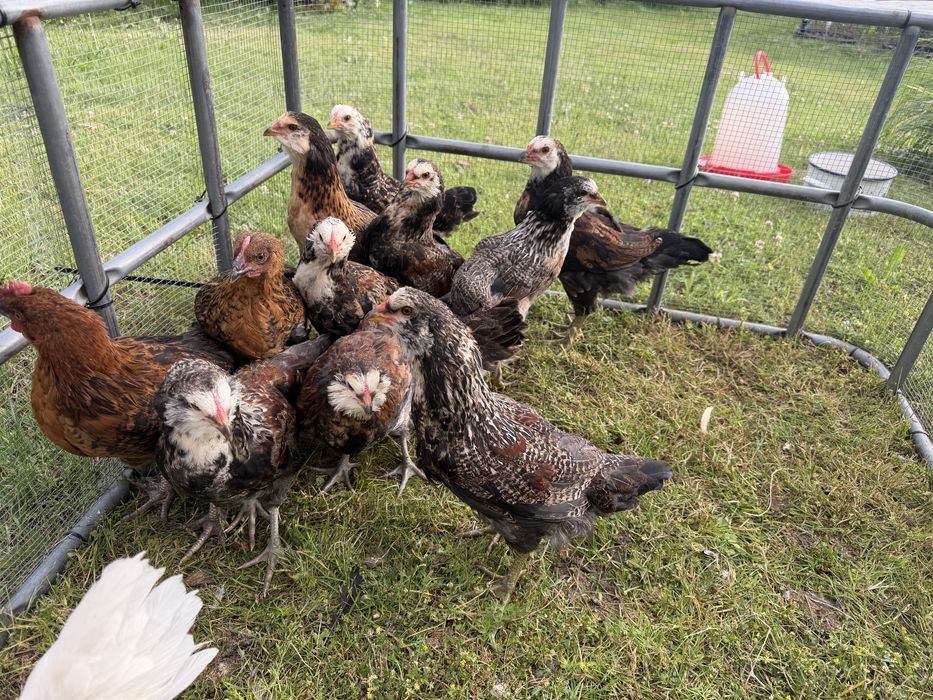 Ameraukana Marans koguty 13 szt po rodzicach z Niemiec