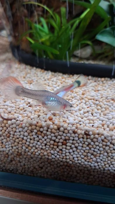 Guppy's Juvenis (Aquário Particular)