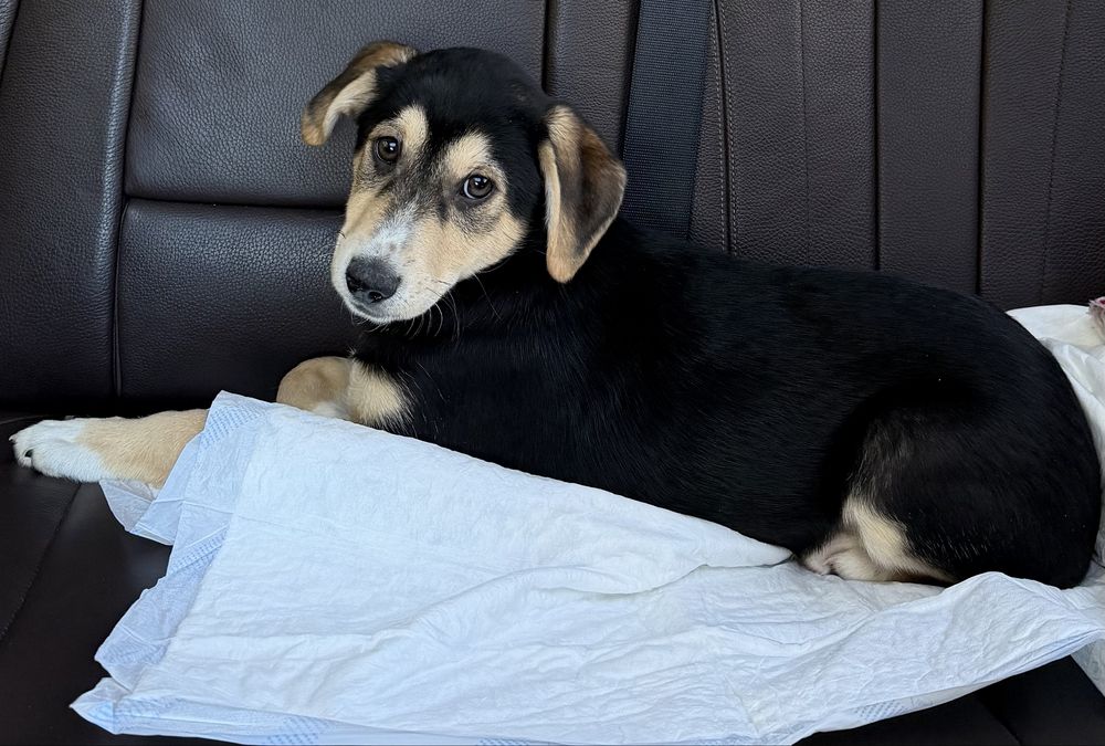 Віддам в добрі руки